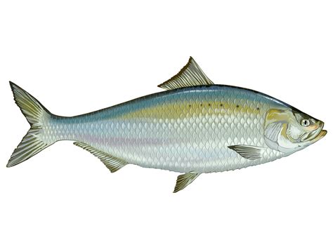 Shad .